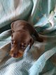 Chiots teckels chocolat et feux nain
