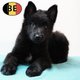 Superbes chiots Berger de Groenendael à vendre