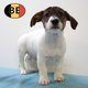 Jack Russell - Chiots jouettes à vendre