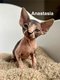 Chaton sphynx à adopter - Princesse...