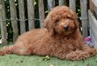 Chiots Labradoodle moyenne (parents présents)