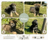 8 adorables Berger Allemand cherchent une famille