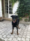 Beauceron, 12mois, beau pedigree, vacciné, pucé...