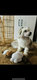 Chien chinois