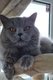 British Longhair bleu