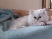 Deux chatons mâles persan silver shadded