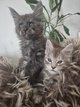 Main coon chatterie umie coon