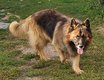 Superbes chiots bergers allemand ancien type