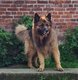 Superbes chiots bergers allemand ancien type