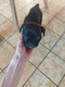 Bouledogue français