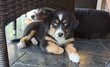 Magnifiques chiots bergers australiens