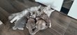 Chaton Maine Coon