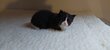 Chaton Maine Coon