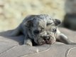 Bouledogue français