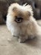 Spitz pomeranian