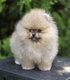 Spitz pomeranian