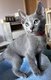 2 chatons mâles 18.06.2025