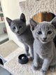 1 chatons mâle Feeling 18.06.2025 et 4 chatons...