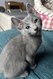 2 chatons mâles 18.06.2025