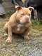 Américan Bully