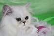 Chaton mâle chinchilla silver shaded