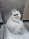 Chaton mâle chinchilla silver shaded