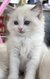 Magnifiques Ragdolls disponibles à la...
