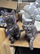 Croisés british shorthair/ Maine coon