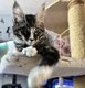 3 chatons mâles