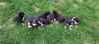Magnifiques chiots Bouviers Bernois élevés en...