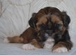 Shih-tzu