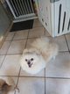 Spitz  blanche sable superbe