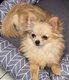 Pomchi de petite taille couleur creme