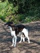 Femelle barzoi de couleur bringé à donné (deux...