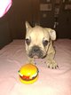 Bébé Bouledogue français