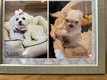 Petit bichon nain