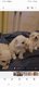 Petit bichon nain