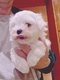 Petit bichon nain