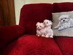 Petit bichon nain