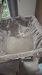 British shorthair femelle adulte
