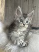 Chatons Maine Coon