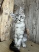 Chatons Maine Coon