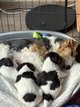 Fox terrier a poils durs