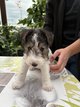 Fox terrier a poils durs
