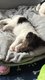 Fox terrier a poils durs