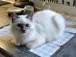 Chatons Sacrés de Birmanie Blue Point