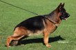 Chiots Berger Allemand