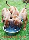 Rhodesian Ridgeback avec Pédigrée disponibles