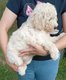 Magnifique femelle labradoodle