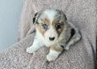 Adorables chiots welsh corgi